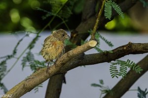 BackyardBirds Aug 10 2021_0118.jpg