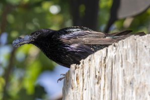 054A9705 Reduced.jpg