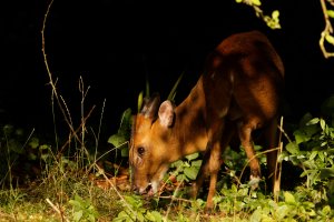 309A8464-DxO_Muntjac_small.jpg