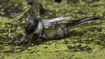 Chickadee bath_3264.JPG
