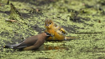 Goldfinch Im_ Cedar Waxwing_s_2201.JPG