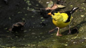 Goldfinch M_s_3080.JPG