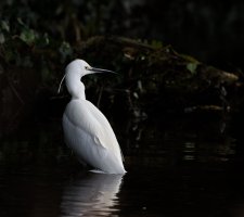 309A5977-DxO_Little_Egret.jpg