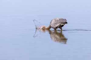 054A2471 Adj 8X12 Reduced.jpg