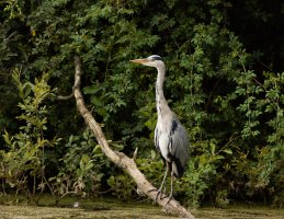 309A8938-DxO_Grey_heron.jpg