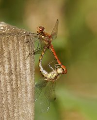 309A8718-DxO_common_darter_dragonfly_pair_mating_7.1-ls-sm.jpg