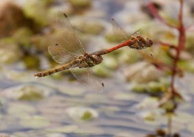 309A9150-DxO_Darter_Dragonfly_pair_flying-ls-sm.jpg