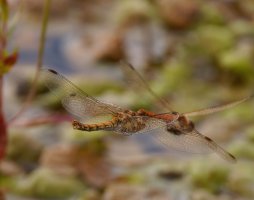 309A9173-DxO_Darter_Dragonfly_pair_Eggs_flying-ls-smn.jpg