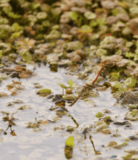 Common_Darter_Dragonfly_Ovipositing.gif