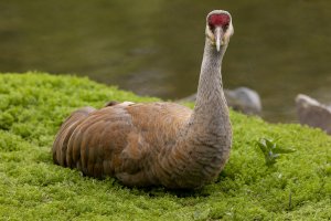 054A7867 Adj CR Reduced.jpg