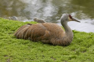 054A7869 Adj CR Reduced.jpg