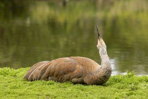 054A7896 Adj CR Reduced.jpg