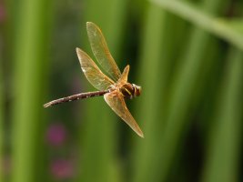 309A9349-DxO_Brown_Hawker_dragonfly-ls-sm_flying.jpg