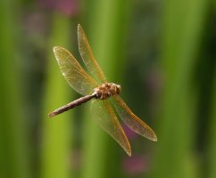 309A9348-DxO_Brown_Hawker_dragonfly_flying-ls-sm.jpg