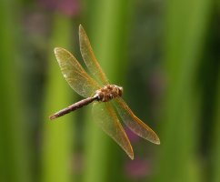309A9348-DxO_Brown_Hawker_dragonfly_flying-ls-sm.jpg