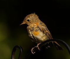 309A9436-DxO_Juvenile_Robin_LS2.jpg