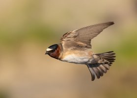 Cliff Swallow banking flight tail look 2000.jpg