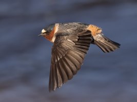 Cliff Swallow banking flight light 2000.jpg