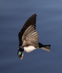 Tree swallow dyn flight midge stab 2500.jpg