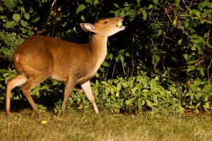 309A9503-DxO_Muntjac_small.jpg