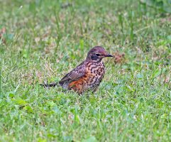 5D3_6061 ps3 fix picasa fix - Copy.jpg