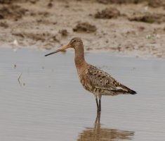 309A9710-DxO_blacktailed_godwit-ls-sm.jpg