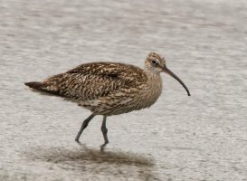 309A9784-DxO_whimbrel_2_1000mm-ls-sm.jpg