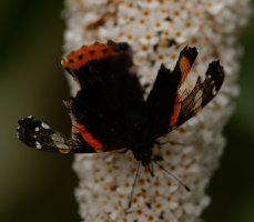 309A9852-DxO_red-admiral_butterfly_frayed_ings-sm.jpg