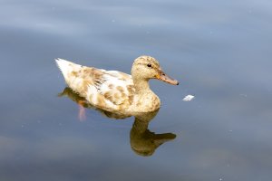 054A3190 Adj Reduced.jpg