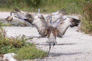 054A2934 Adj 12X18 Reduced CR.jpg