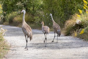 054A2990 Adj Reduced CR.jpg