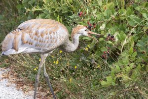 054A2997 Adj 12X18 Reduced CR.jpg