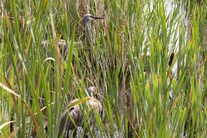 054A3091 Adj Reduced CR.jpg