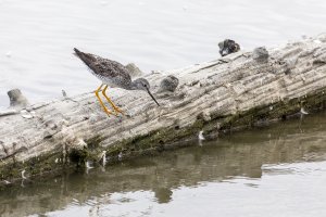 054A3151 Adj 12X18 Reduced CR.jpg