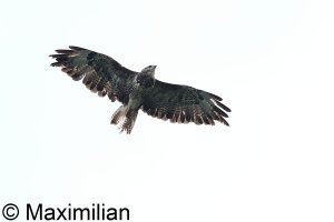 Buzzard_BIF05.JPG