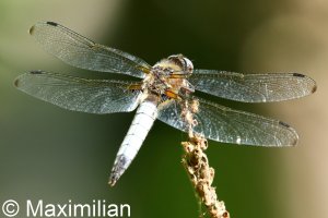 scarce_chaser_04.JPG