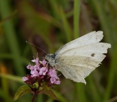 309A0408-DxO_wood_white_butterfly.jpg