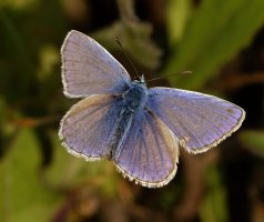 309A0246-DxO_common_blue_butterfly-ls-sm.jpg