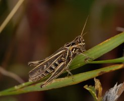 309A0351-DxO_Common_field_grasshopper-ls-sm.jpg