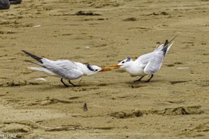 Newport August 2021_0173-Edit.jpg