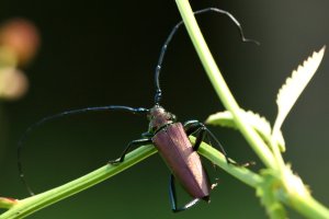 musk_beetle_04.JPG