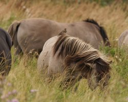 309A0608-DxO_juvenile_starling_on_Konik_Pony.jpg