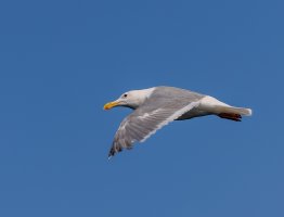 BC Ferry-2.jpg