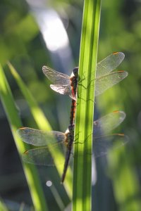 20210807 0849 57 Nederland Steenwijkerland - Canon EOS R5 - RF100-500mm F4.5-7.1 L IS USM at ...jpeg
