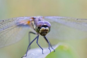 20210807 0703 25 Nederland Steenwijkerland - Canon EOS R5 - RF100mm F2.8 L MACRO IS USM at 10...jpeg