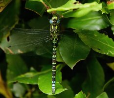 309A0802-DxO_Southern_Hawker_Dragonfly-ls-sm_small.jpg