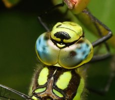 309A0882-DxO_Southern_Hawker_Dragonfly_Head-2_00x.jpg