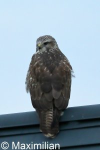 Buzzard_0001.JPG