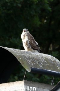 Buzzard_0004.JPG