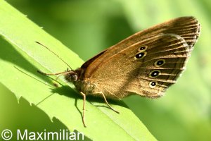 20210718 ringlet.JPG